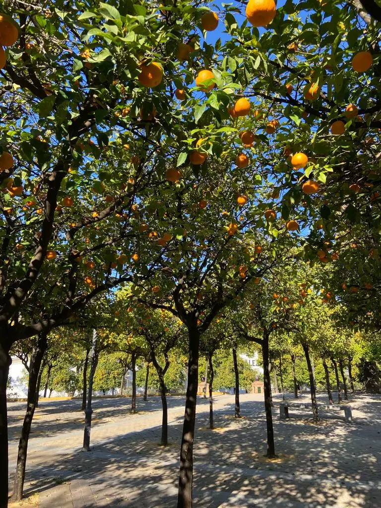 Paseo de naranjos bajo el cielo azul de Jerez